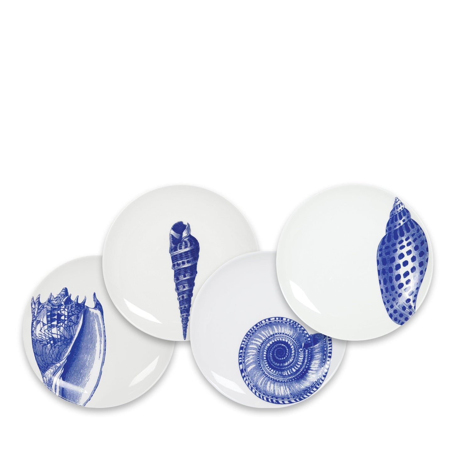  Shells Small Plates